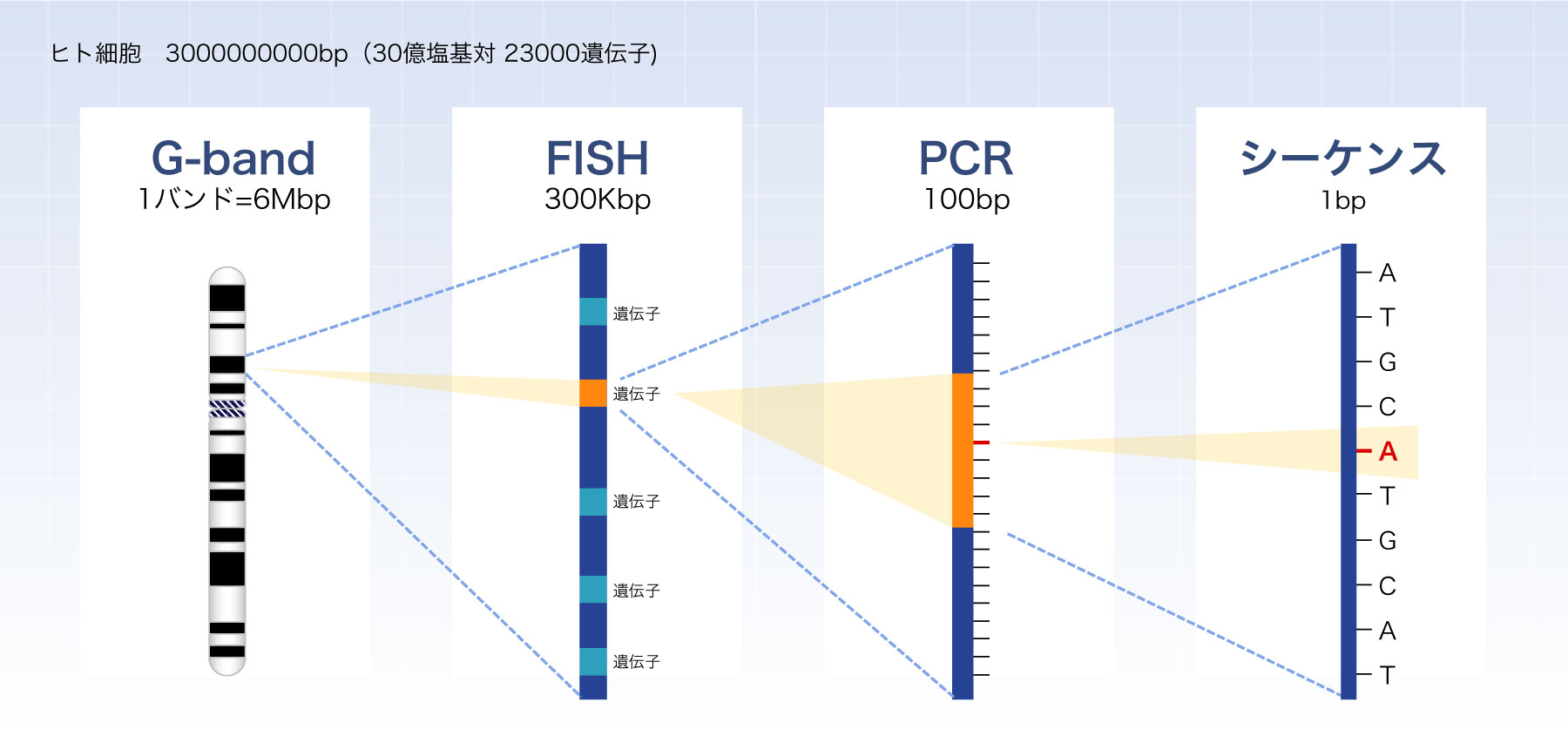 染色体と遺伝子のレベル